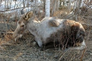 Adirondack Moose And Winter Ticks - Adirondack Explorer - Adirondack ...