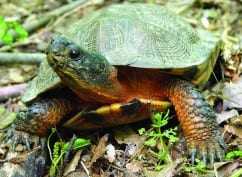 The Amphibians and Reptiles of New York State - Adirondack Explorer