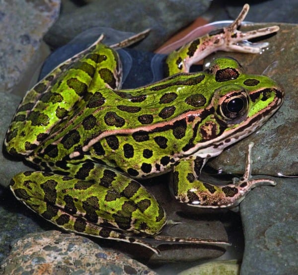 The Frogs and Toads of North America - Adirondack Explorer