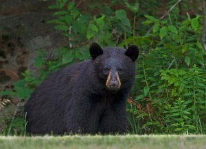 black bear