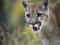 cougar extinct eastern feds say