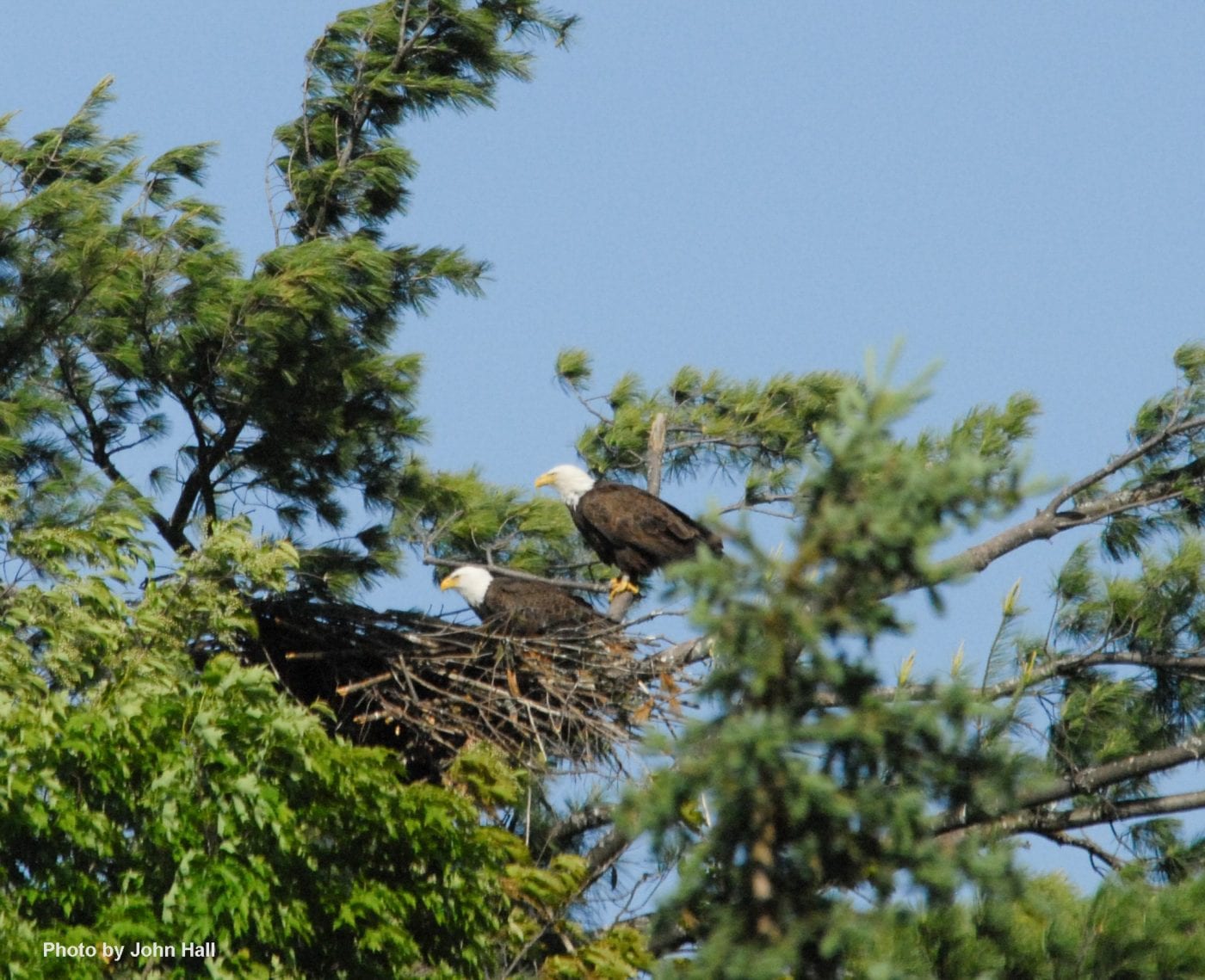 Vermont eagles