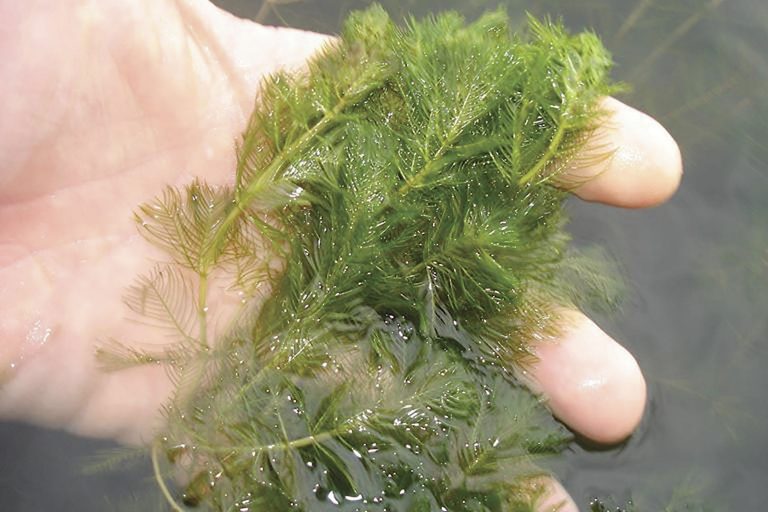 Decades-old milfoil mats removed from Lake George - Adirondack Explorer