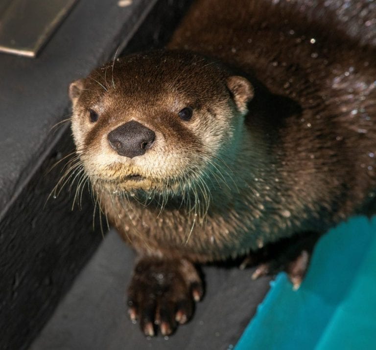 Louisiana Otters Get Warm Welcome At Wild Center Adirondack Explorer   Otters1 768x716 