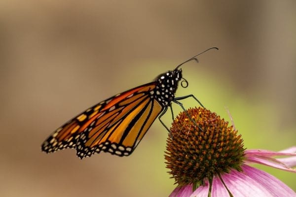 A monarch butterfly stands on a coneflower 