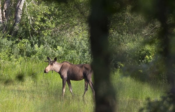 Low Numbers May Help Adirondack Moose Weather Climate Change ...