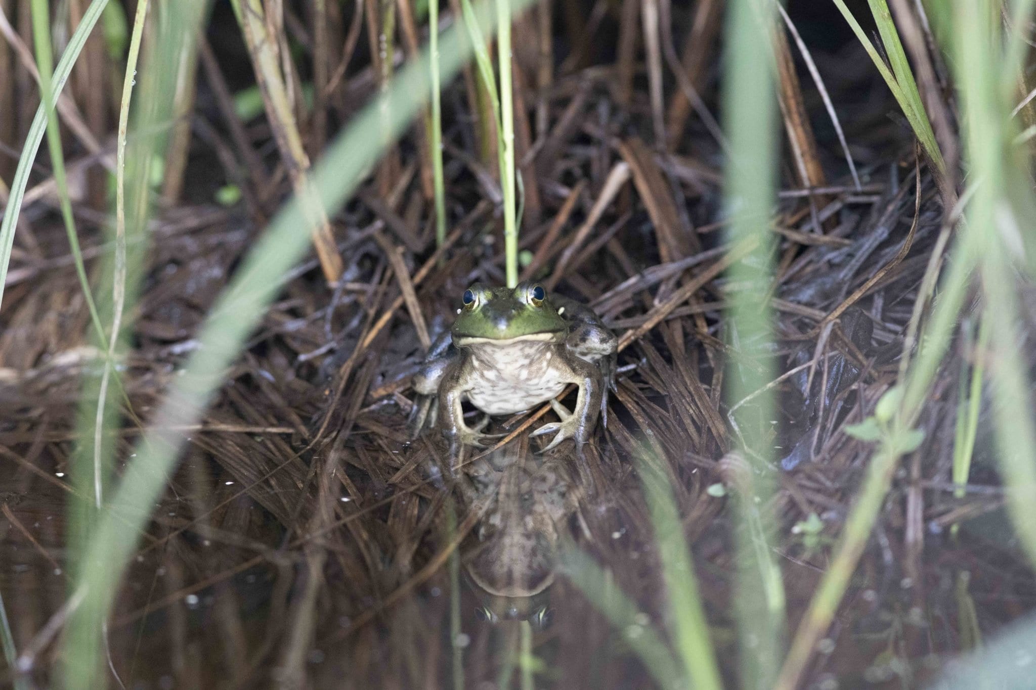 Frog on a shoreline