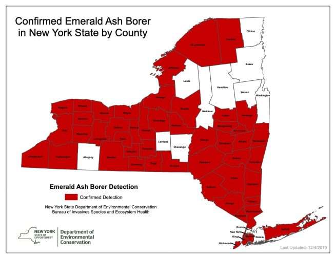 Emerald ash borer documented for first time in Adirondacks - Adirondack ...