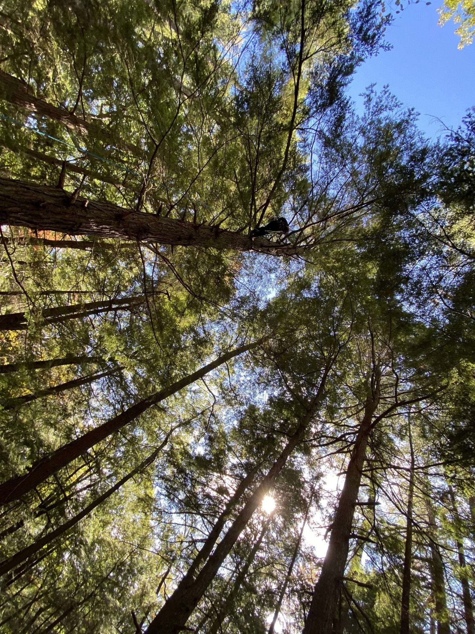 Hemlocks growing around Lake George.