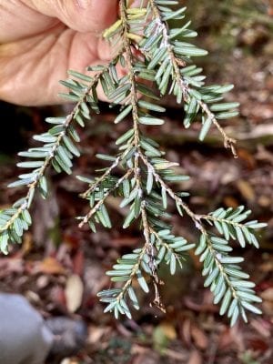 hemlock beetles predator