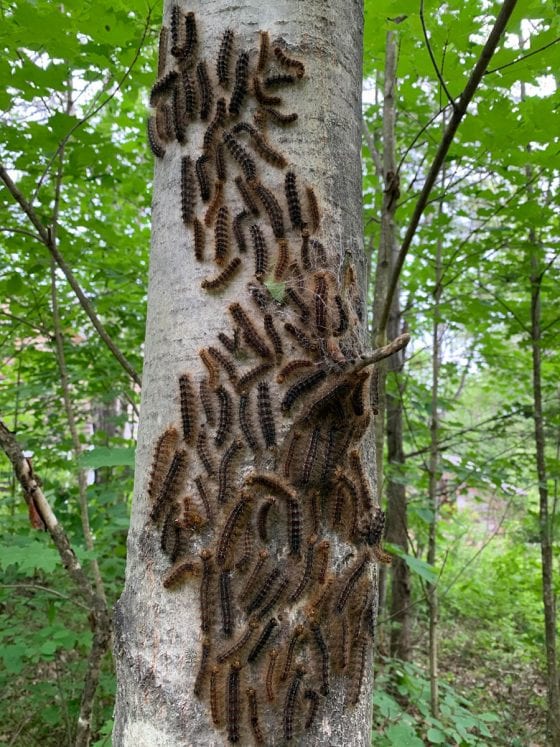 Gypsy moth caterpillar invasion 'It's a plague' Adirondack Explorer