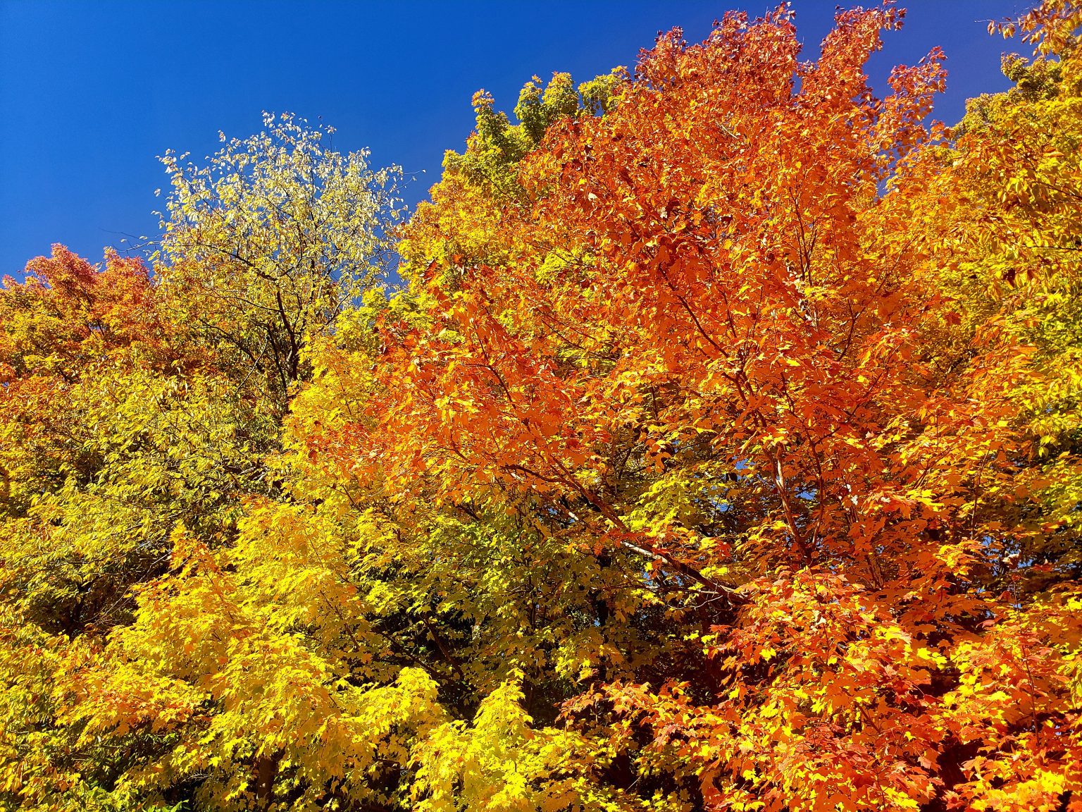 Leaf peeping in Adirondacks should be colorful in next few weeks ...