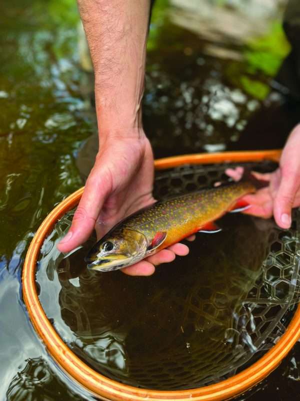 Trout tales: In search of native strains