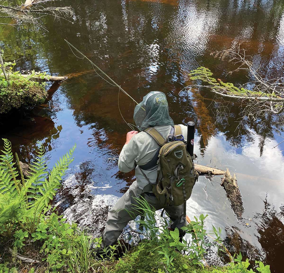Trout tales: In search of native strains