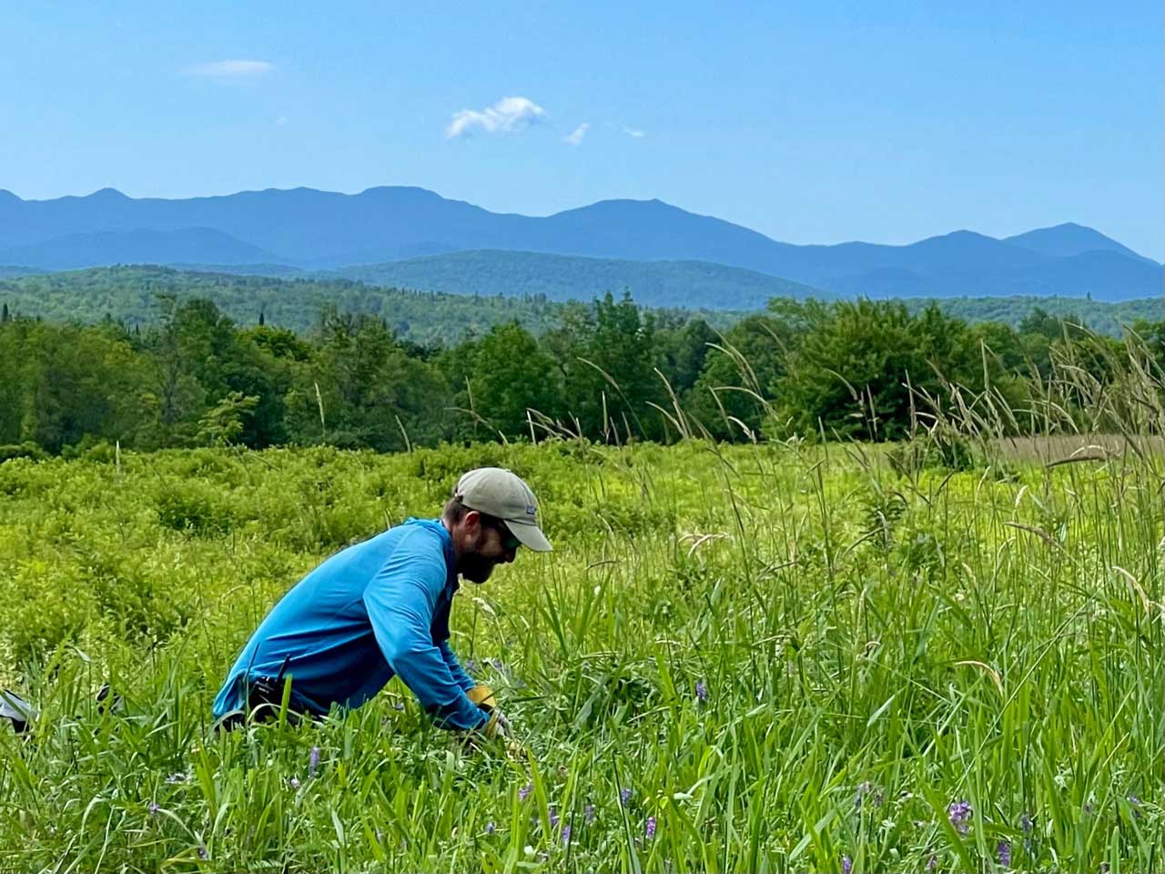 Adirondack Land Trust Stewardship Manager Derek Rogers removes invasives and plants pollinators at the Glenview Preserve in late June.