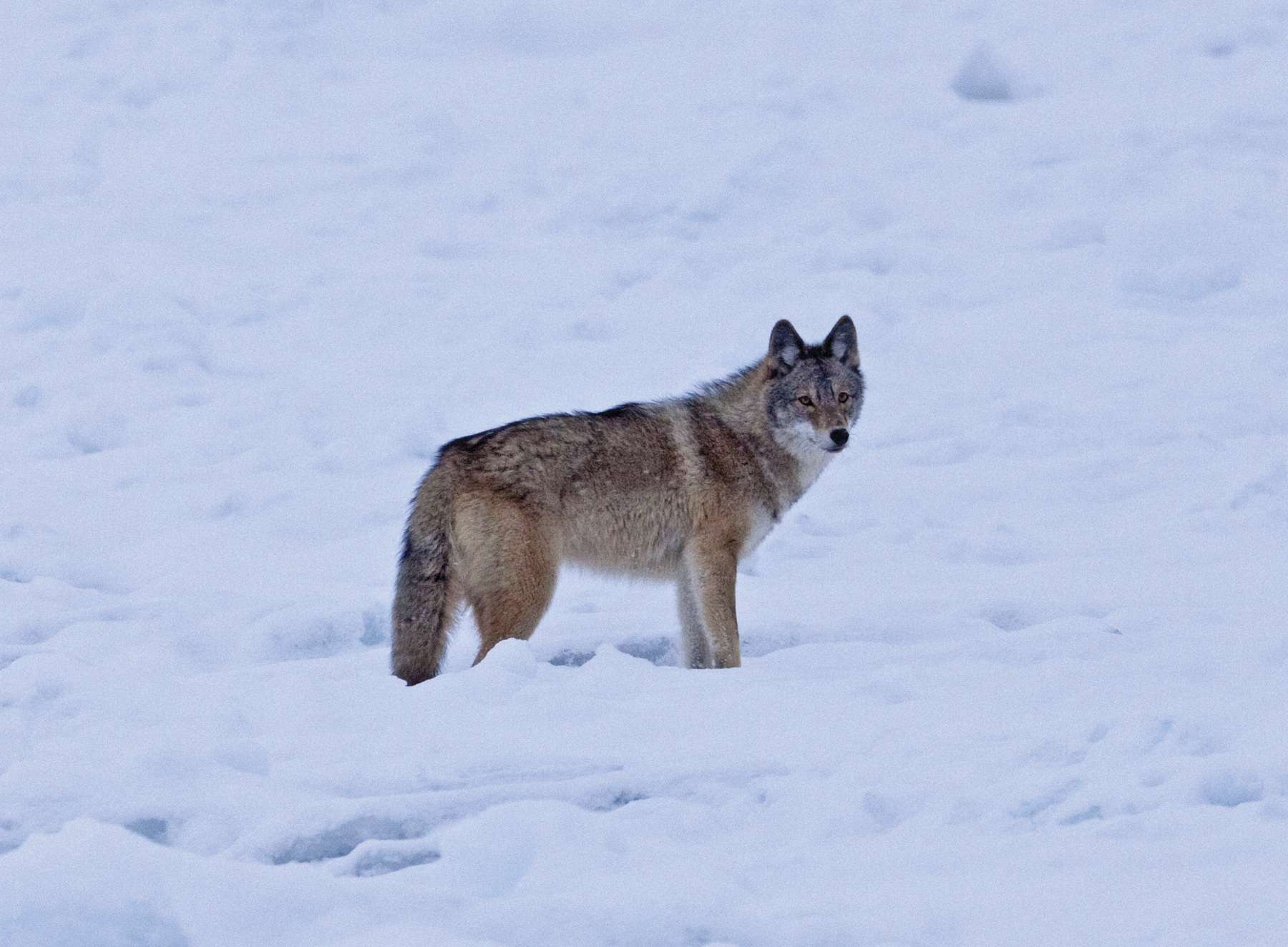 Coyotes Prepare for Winter - - The Adirondack Almanack