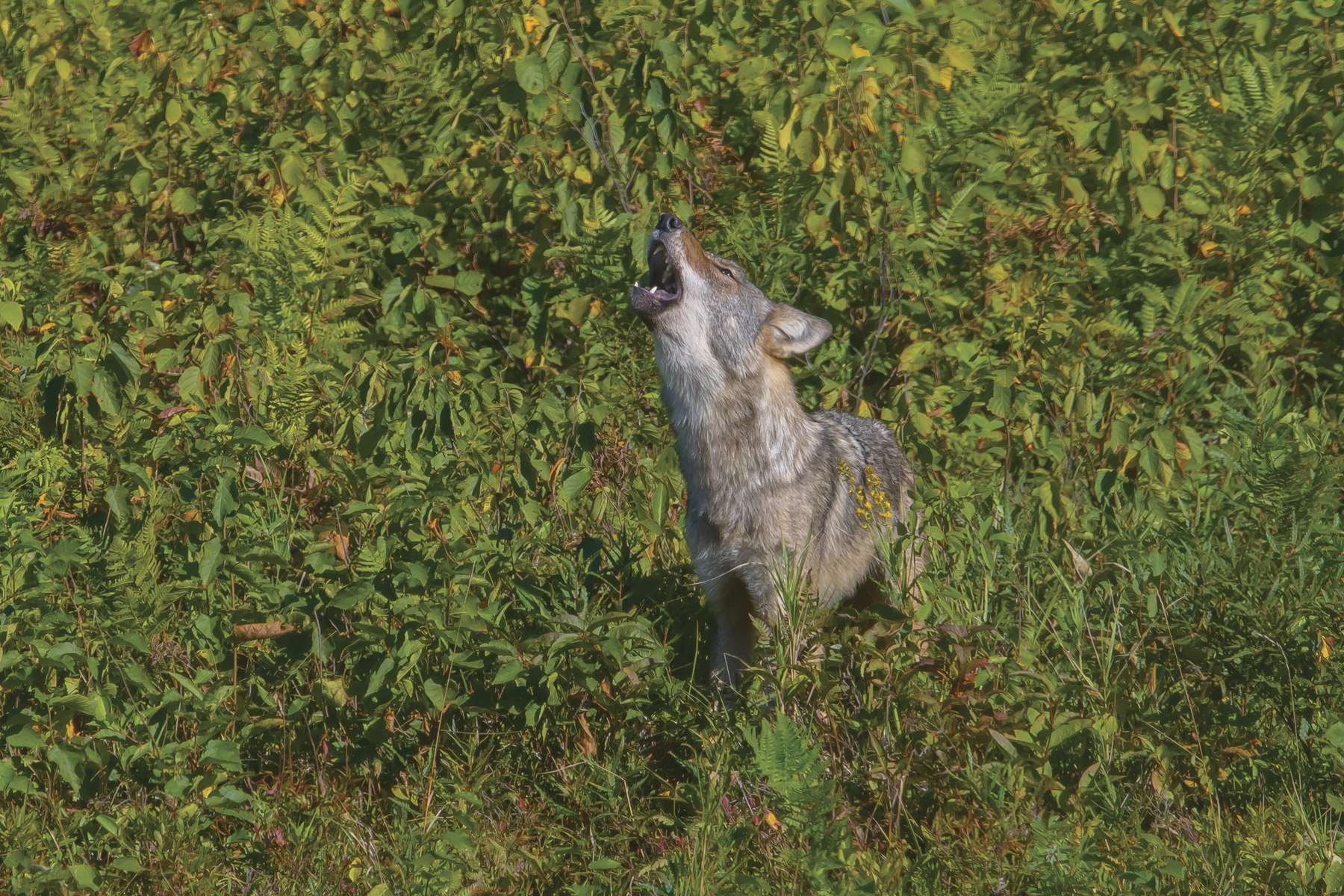 Gray Fox - NYS Dept. of Environmental Conservation