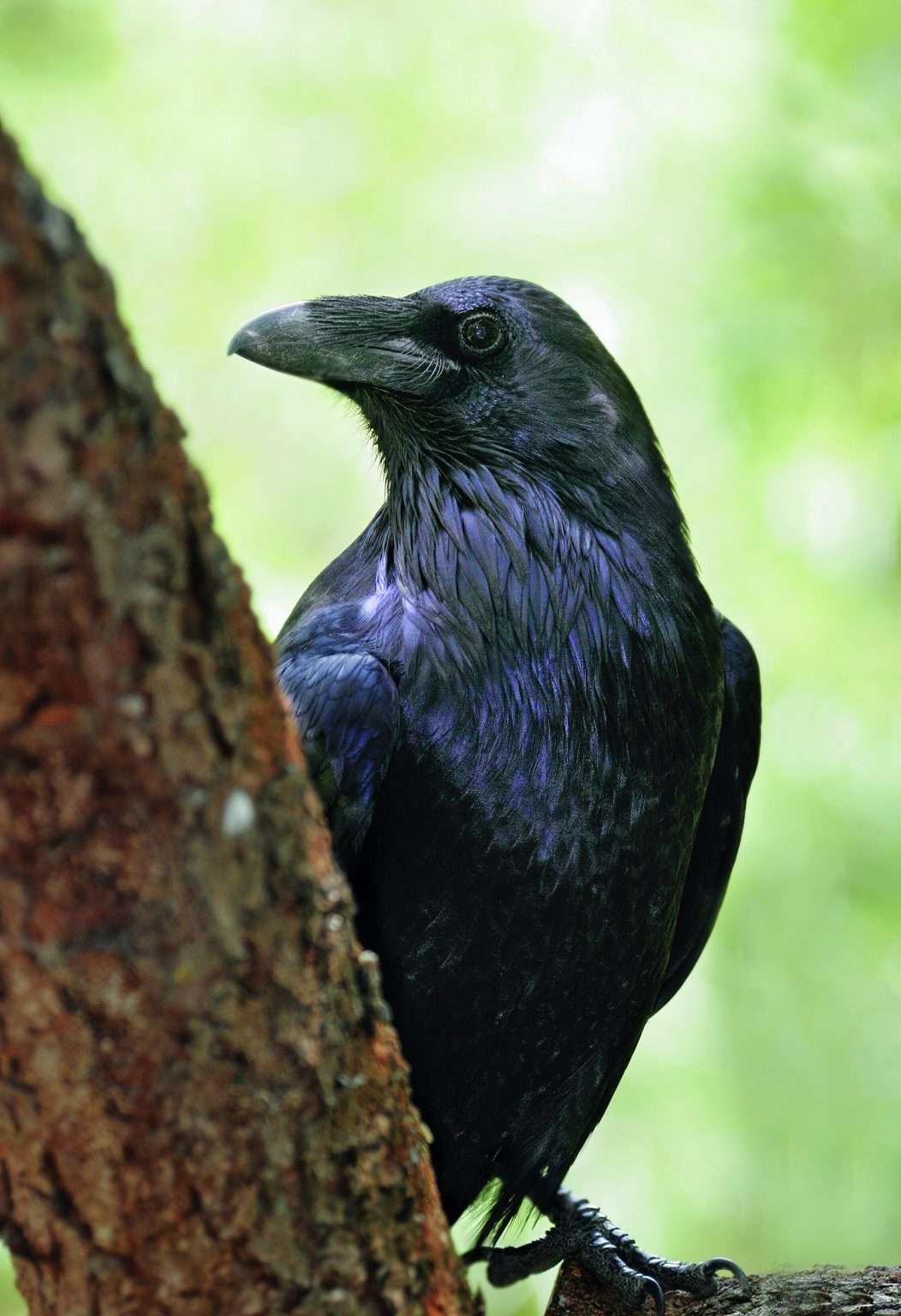 Ravens: Clear communicators, smart mimics - Adirondack Explorer