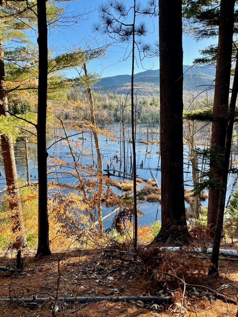 The beaver Pond From Bluff Trail. Tim Rowland photo