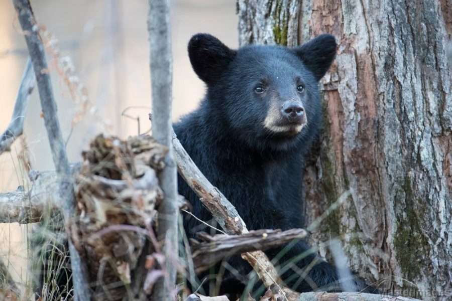 Beech trees face uncertain future - Adirondack Explorer