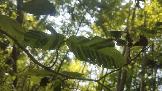 Beech trees face uncertain future - Adirondack Explorer