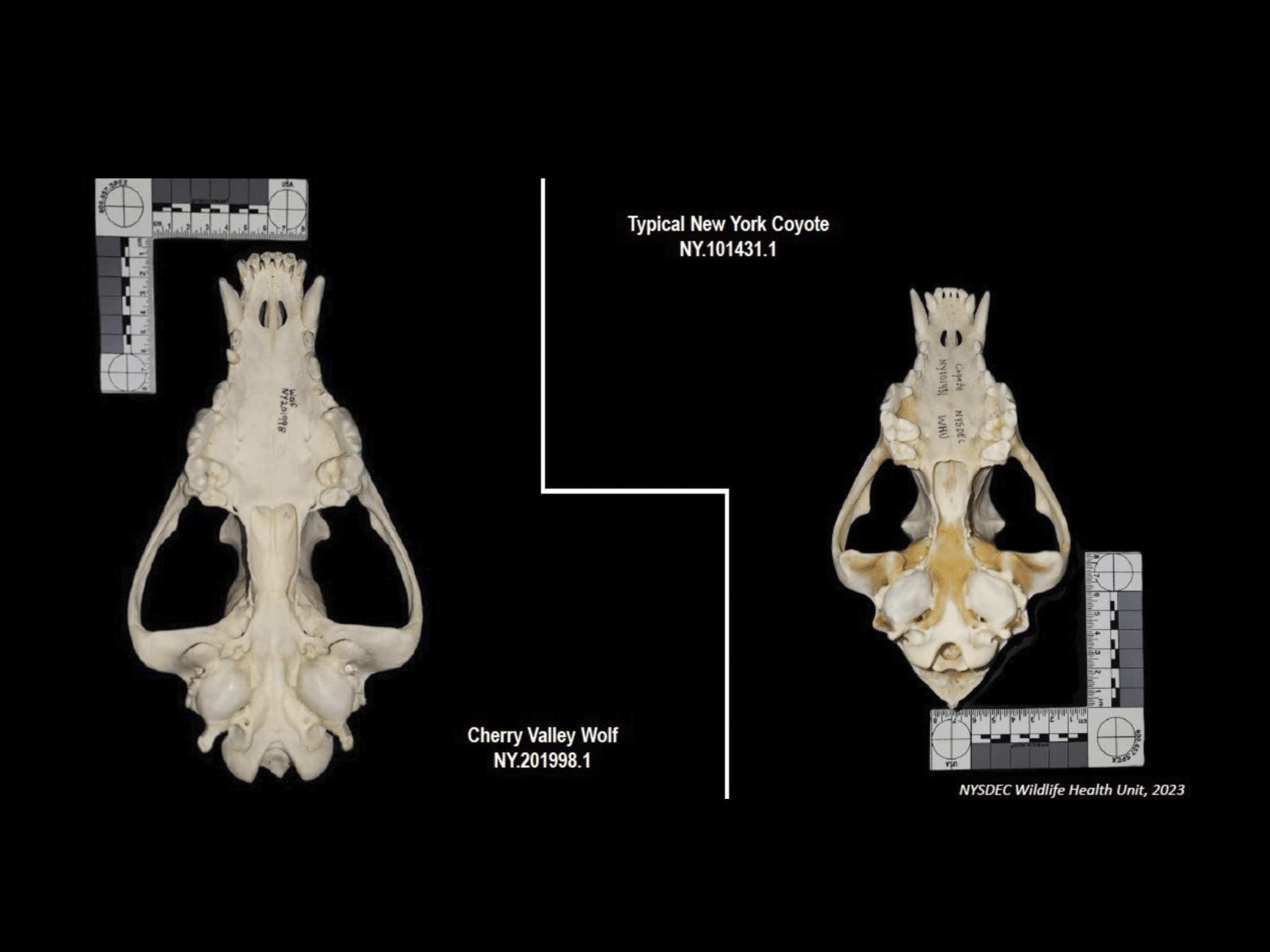 he skull of the Cherry Valley wolf is on the left, while a coyote's skull is on the right. Photo courtesy of DEC