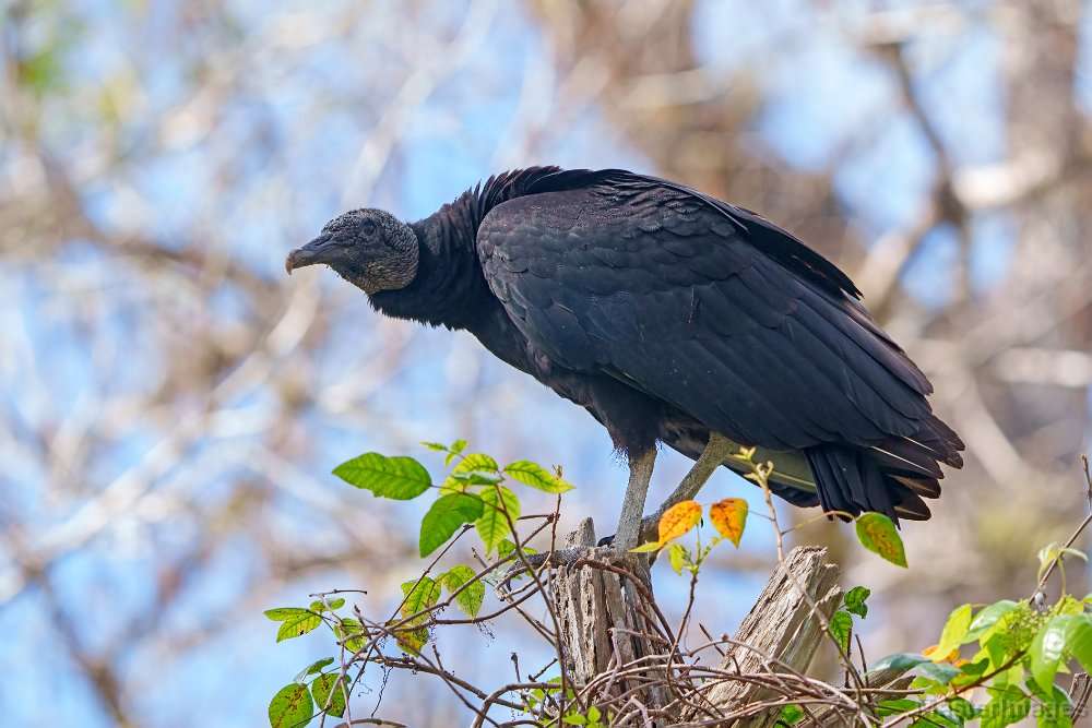 black vulture