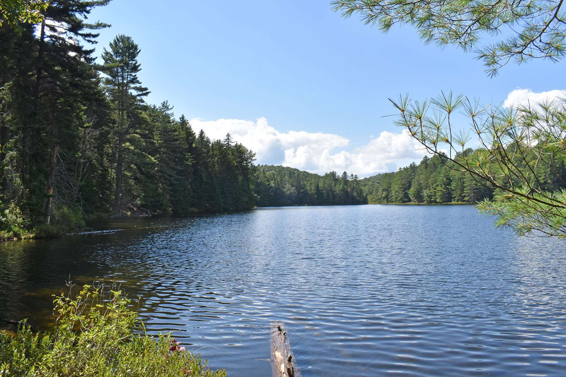 Morning tea with loons - Adirondack Explorer