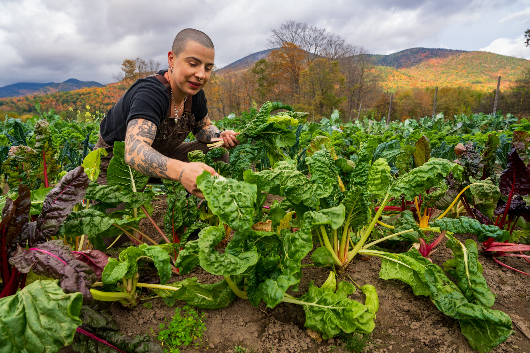 A young farmer pulls rainbow chard from a field.