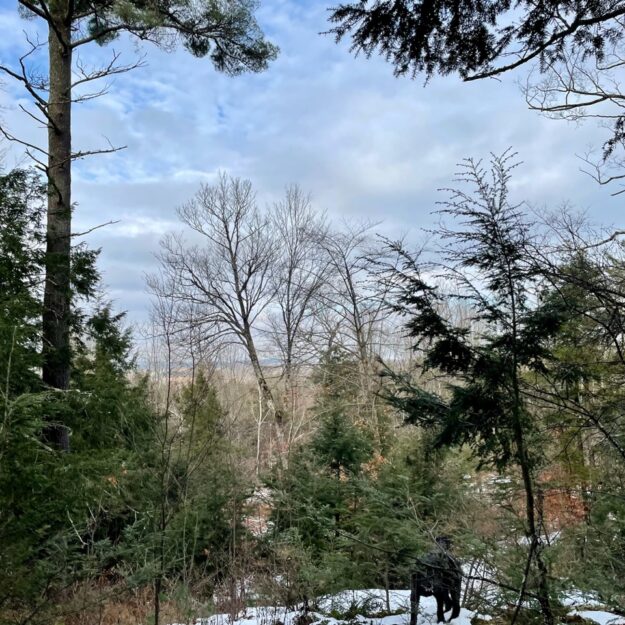 Open woods recovering from heavy logging offer glimpses of the Adirondack foothills.