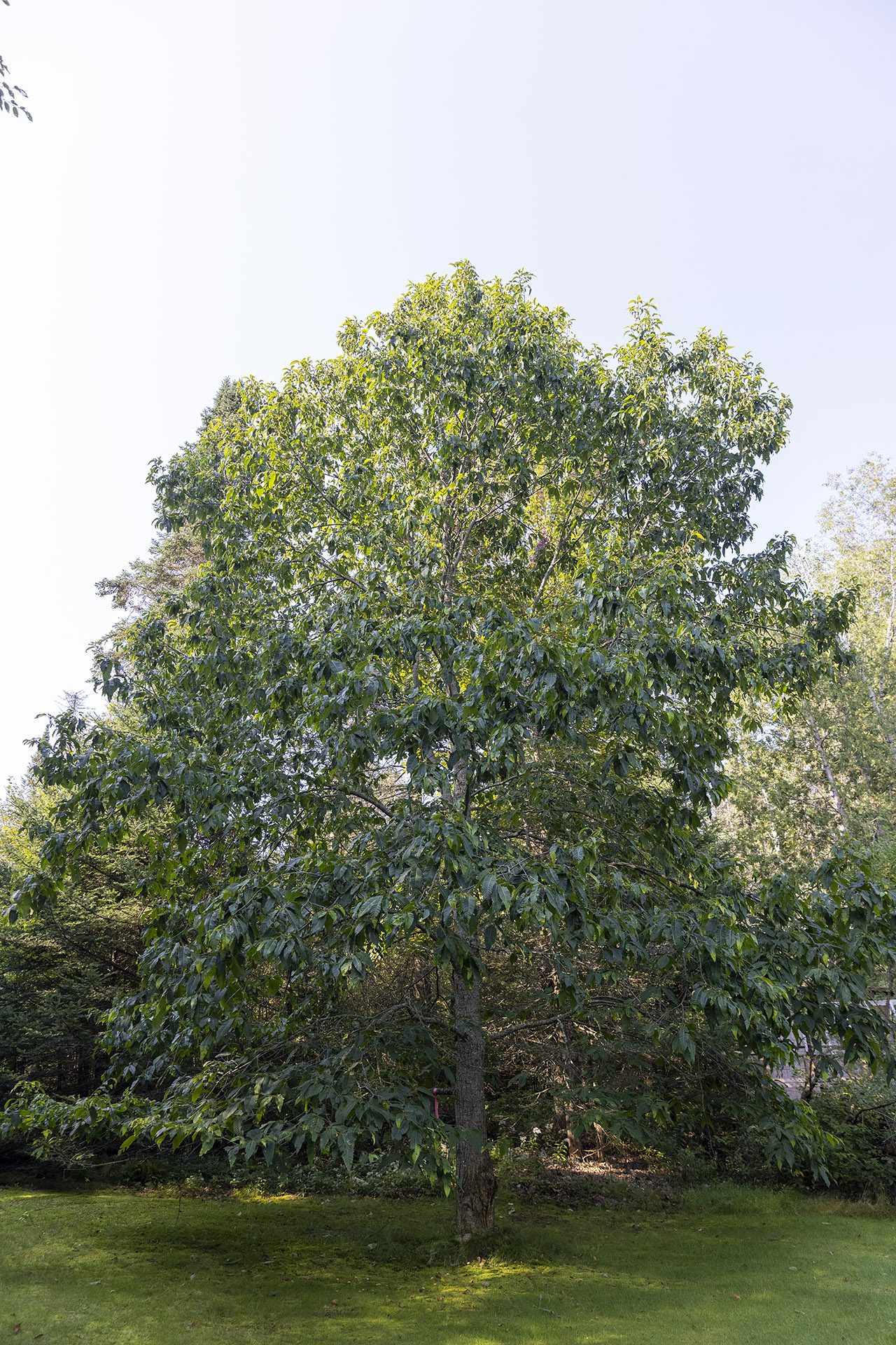 Chestnut restoration project hits snag - Adirondack Explorer