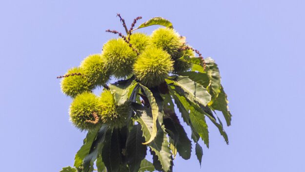 Chestnuts grow on an American chestnut tree with a blue sky behind.