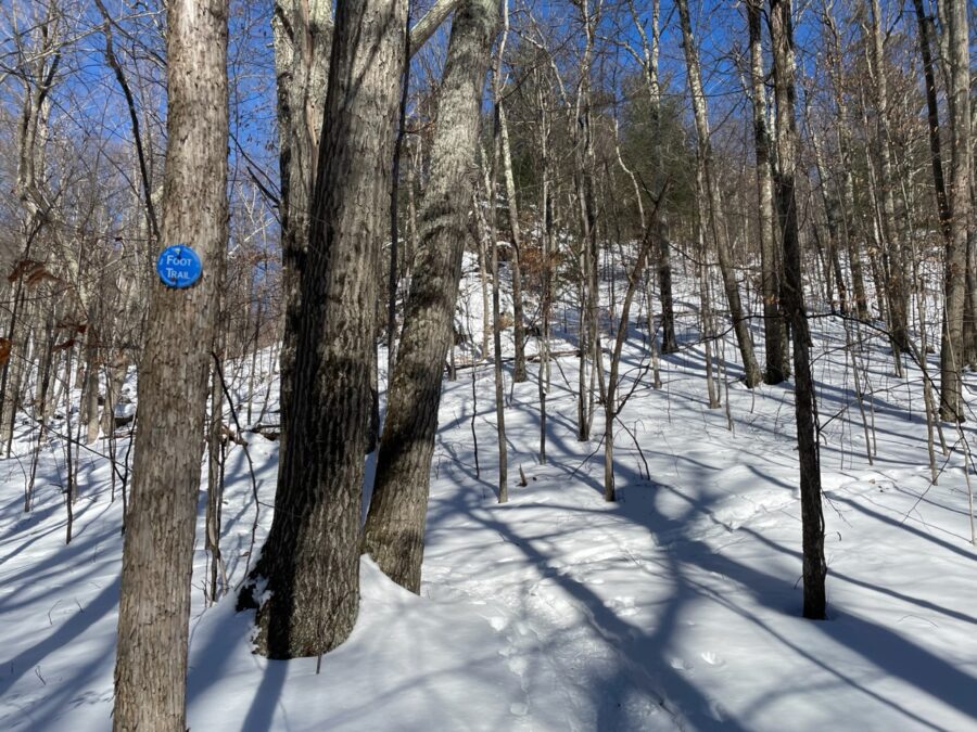 Trees on the clements pond trail