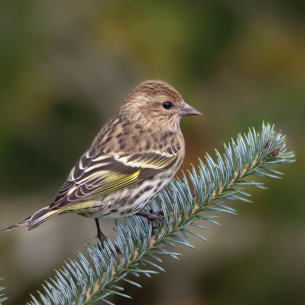 Pine Siskin