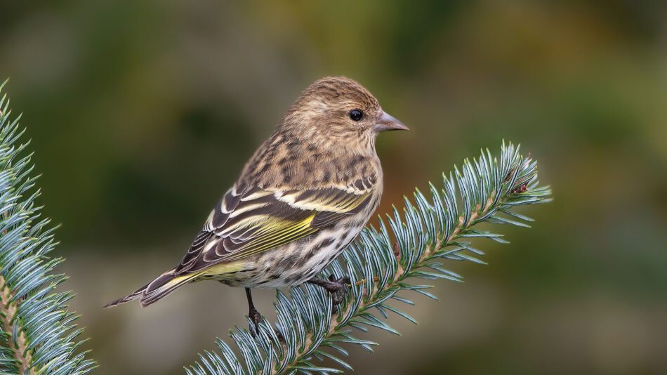 Pine Siskin