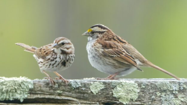 Two birds, a white-throated sparrow and song sparrow perched on wood.