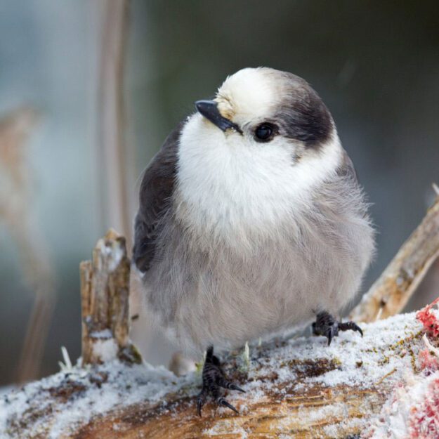 Canada jay photo