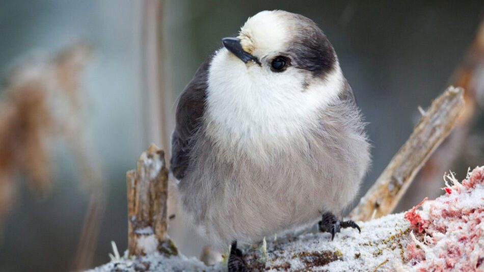 Canada jay photo