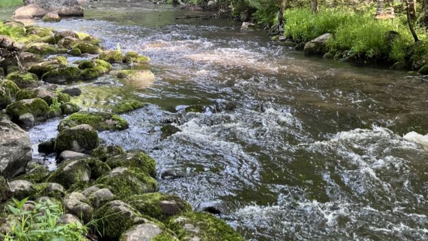 A river flowing between lush trees and green moss.