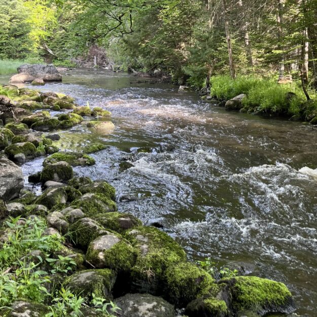 A river flowing between lush trees and green moss.