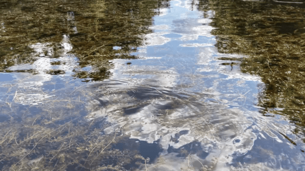 Invasive Eurasian watermilfoil seen in Horseshoe Pond in the town of Duane