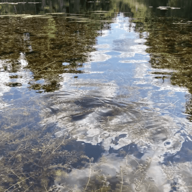 Invasive Eurasian watermilfoil seen in Horseshoe Pond in the town of Duane