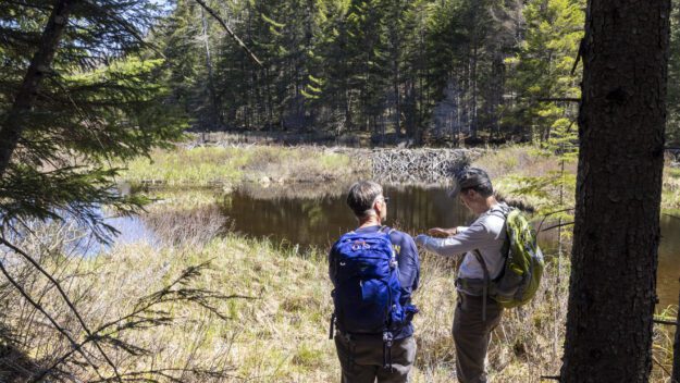 beaver meadow