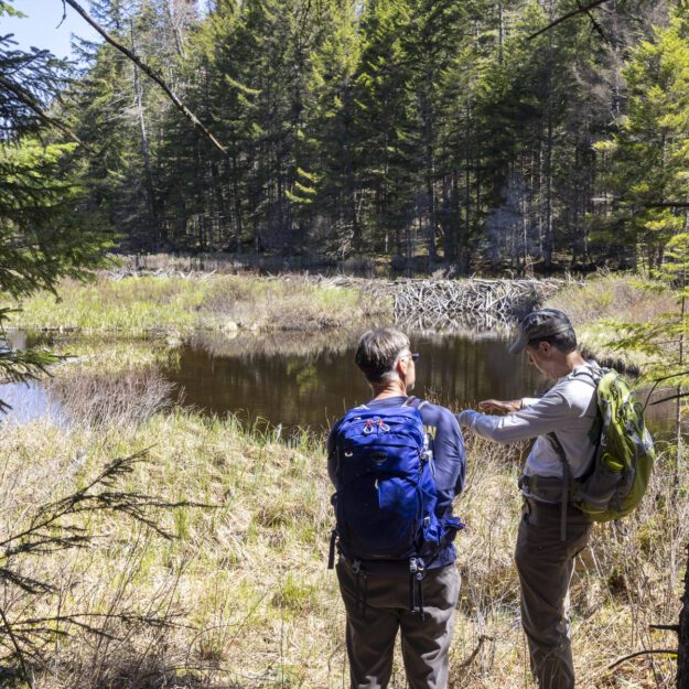 beaver meadow