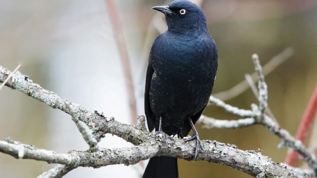 rusty blackbird