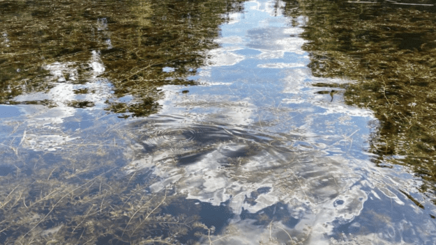 Eurasian watermilfoil in Caroga lakes