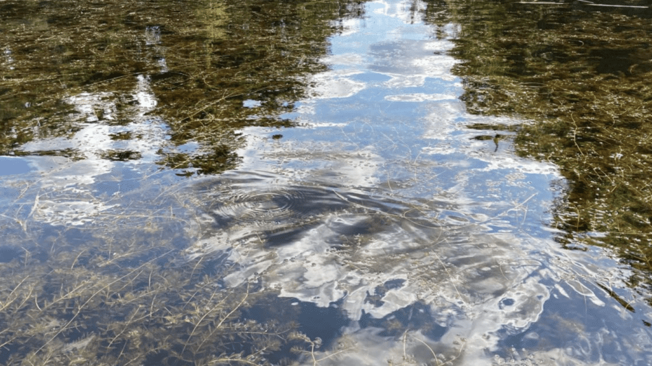 Eurasian watermilfoil in Caroga lakes