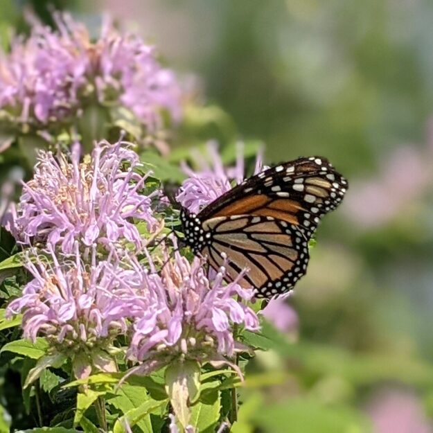 butterfly enjoying a pollinator-friendly flower