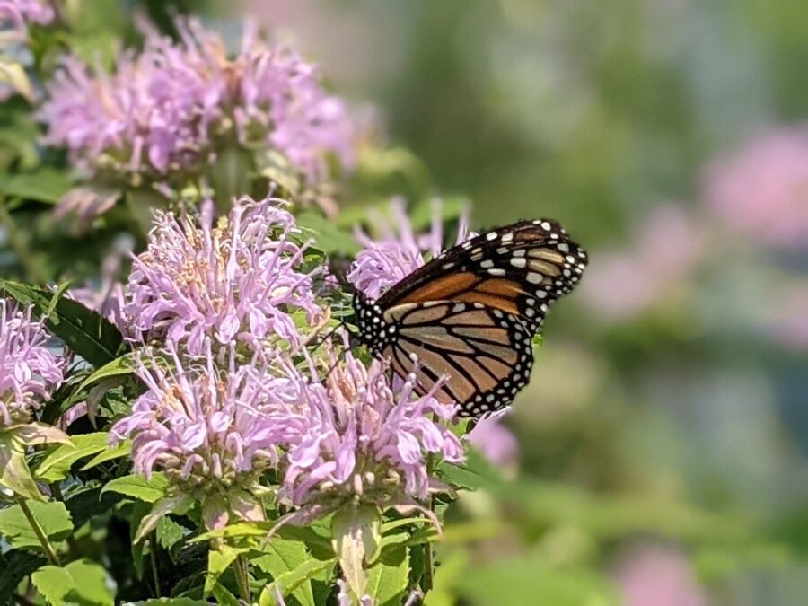 butterfly enjoying a pollinator-friendly flower
