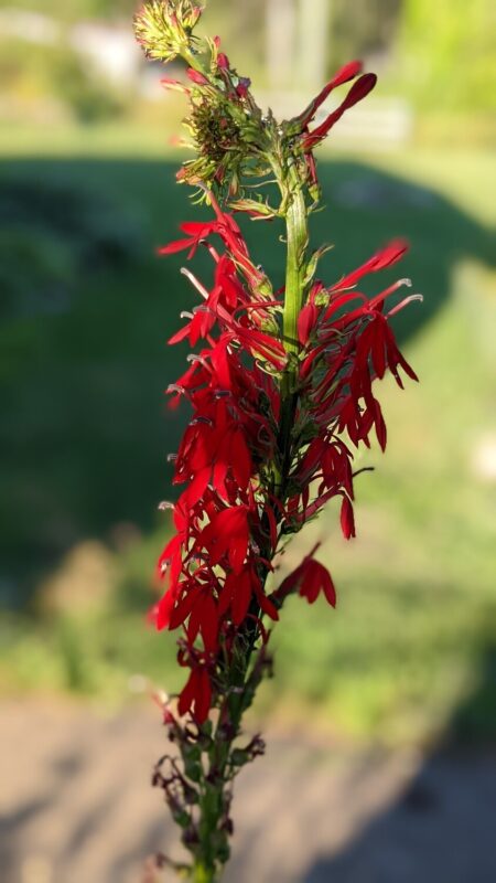 Red cardinal flower